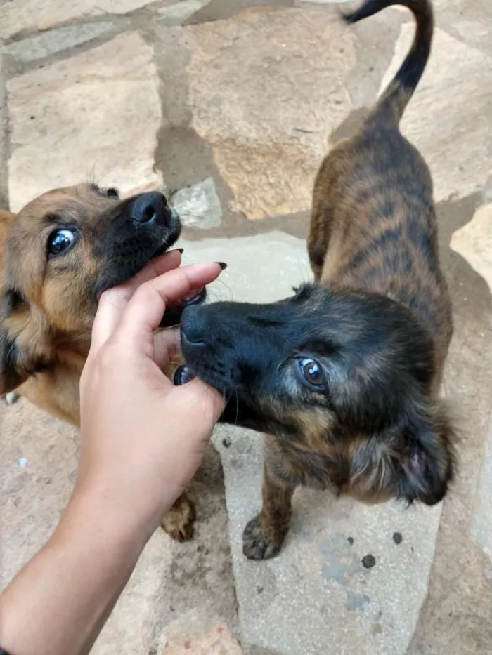 Cachorro ra a Viralatas idade 2 a 6 meses nome Madonna e Rihanna