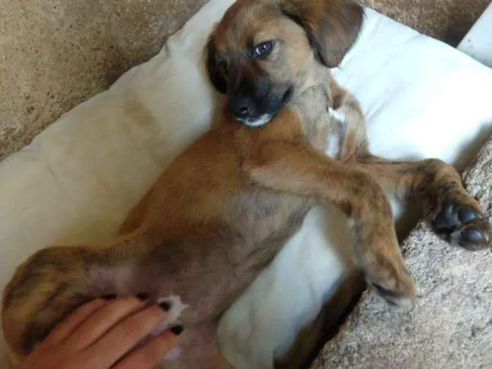 Cachorro ra a Viralatas idade 2 a 6 meses nome Madonna e Rihanna