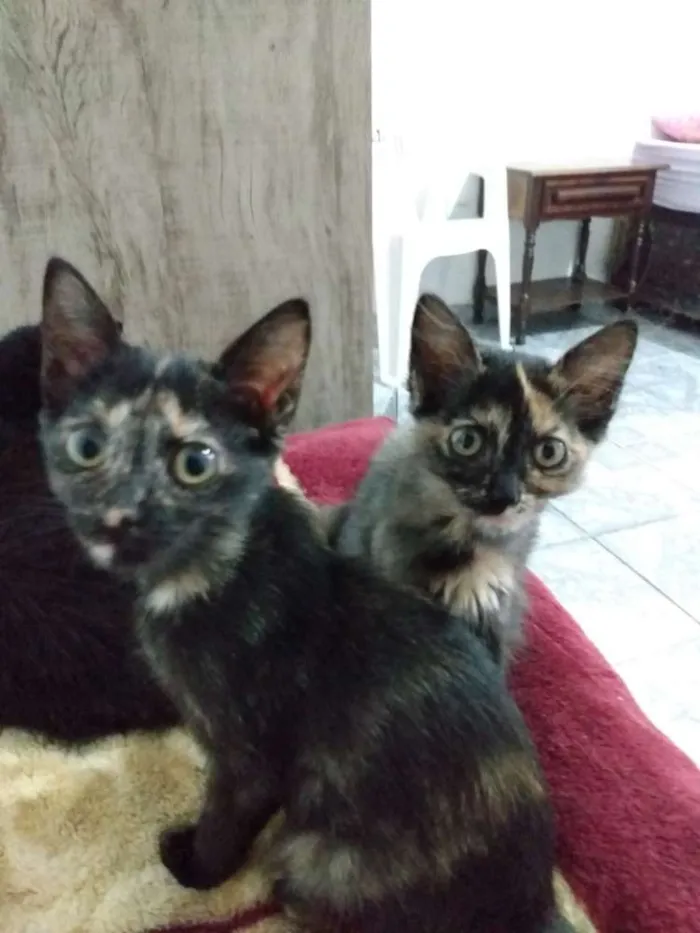 Gato ra a Srd idade Abaixo de 2 meses nome Sem nome