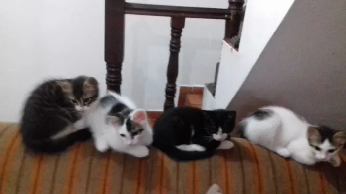 Gato ra a Srd idade 2 a 6 meses nome Sem nome