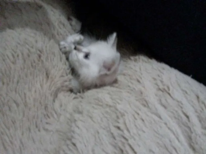 Gato raça Siamês idade Abaixo de 2 meses nome Mila