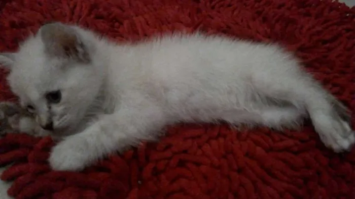 Gato raça Siamês idade Abaixo de 2 meses nome Mila