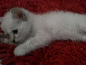 Gato raça Siamês idade Abaixo de 2 meses nome Mila