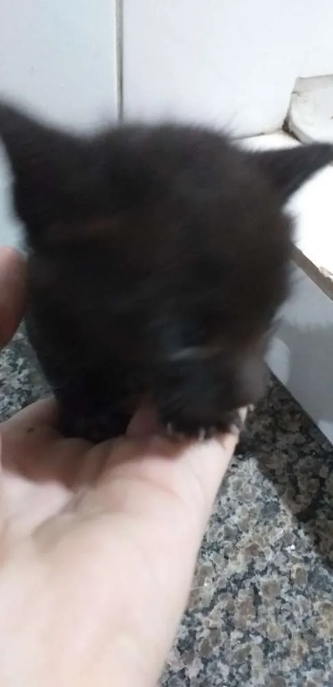 Gato ra a  idade Abaixo de 2 meses nome Sem nome