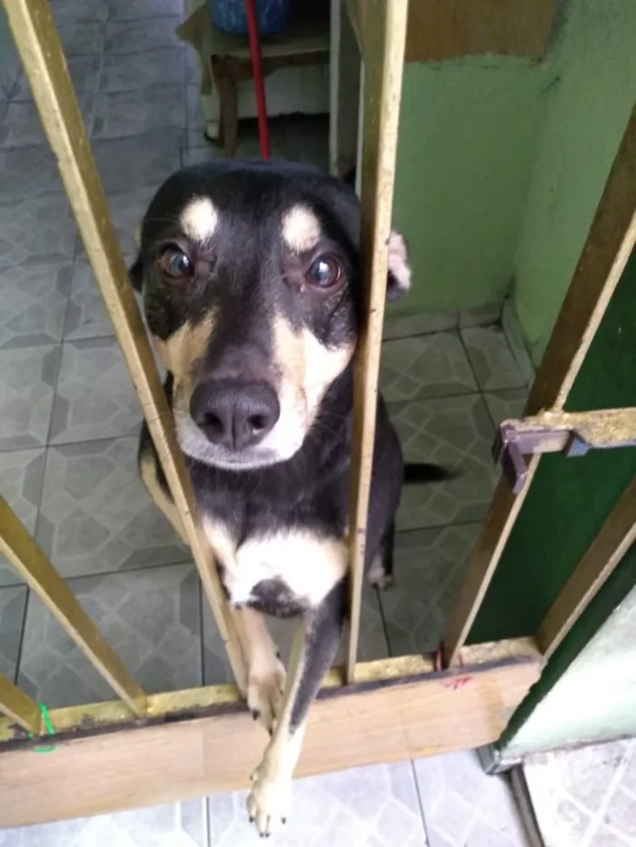 Cachorro ra a Vira-Lata idade 3 anos nome Lila
