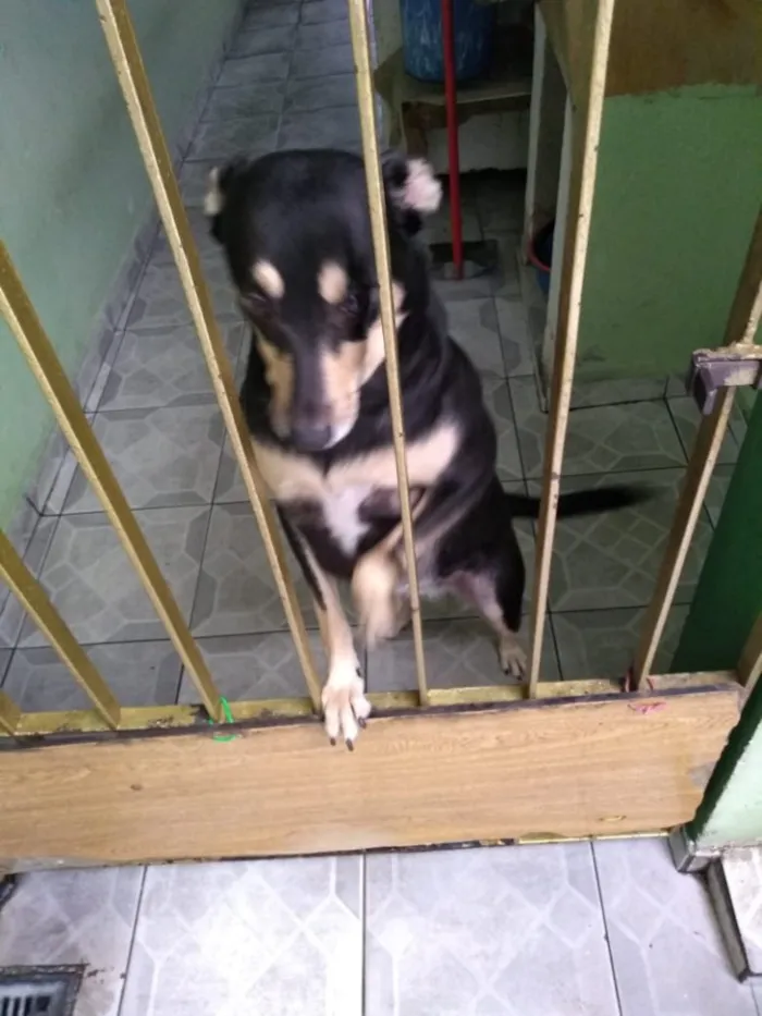 Cachorro ra a Vira-Lata idade 3 anos nome Lila