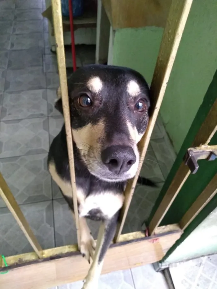 Cachorro ra a Vira-Lata idade 3 anos nome Lila