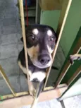 Lila
