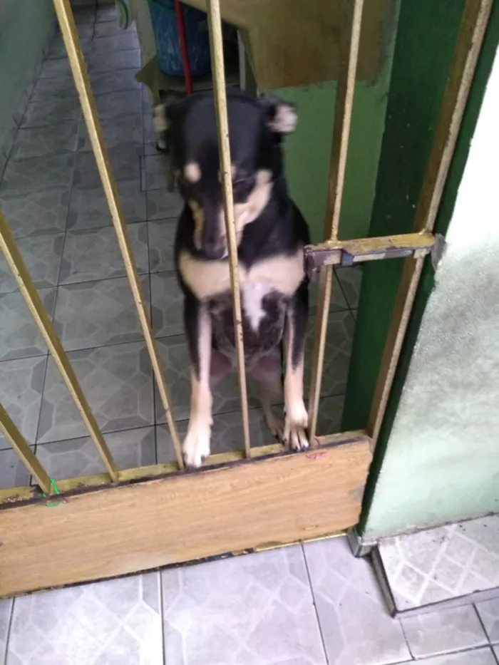 Cachorro ra a Vira-Lata idade 3 anos nome Lila