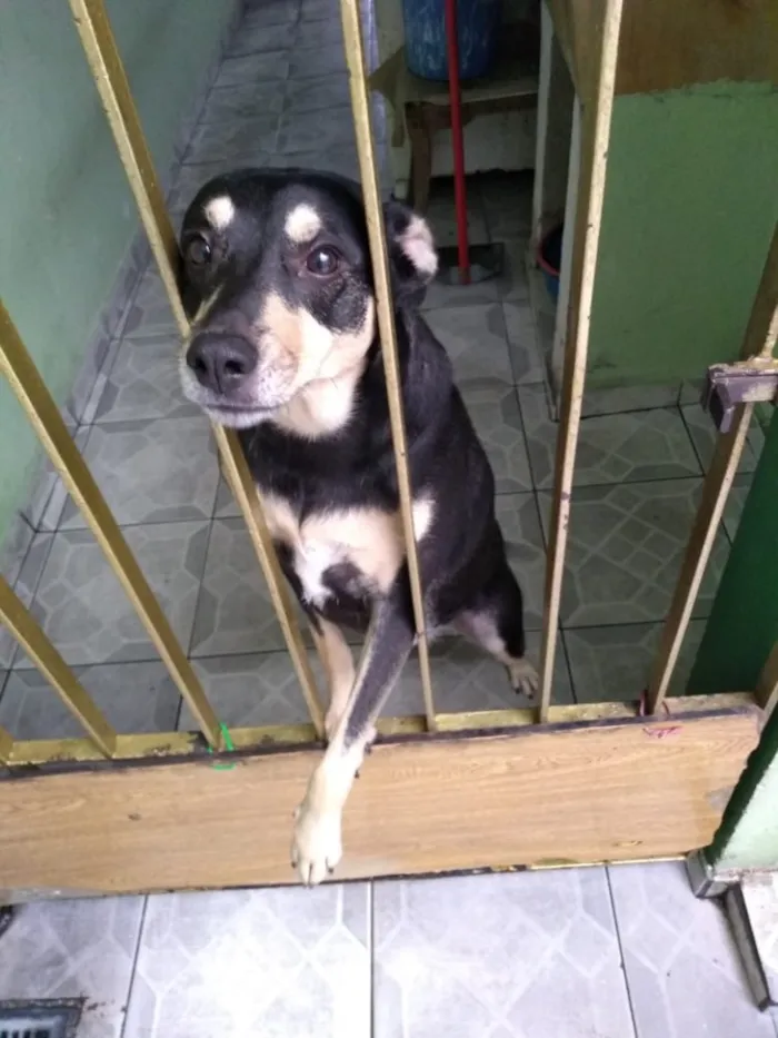 Cachorro ra a Vira-Lata idade 3 anos nome Lila