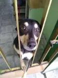 Lila
