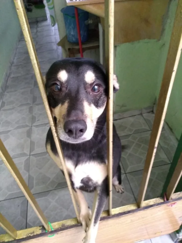 Cachorro ra a Vira-Lata idade 3 anos nome Lila