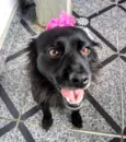 Brisa 