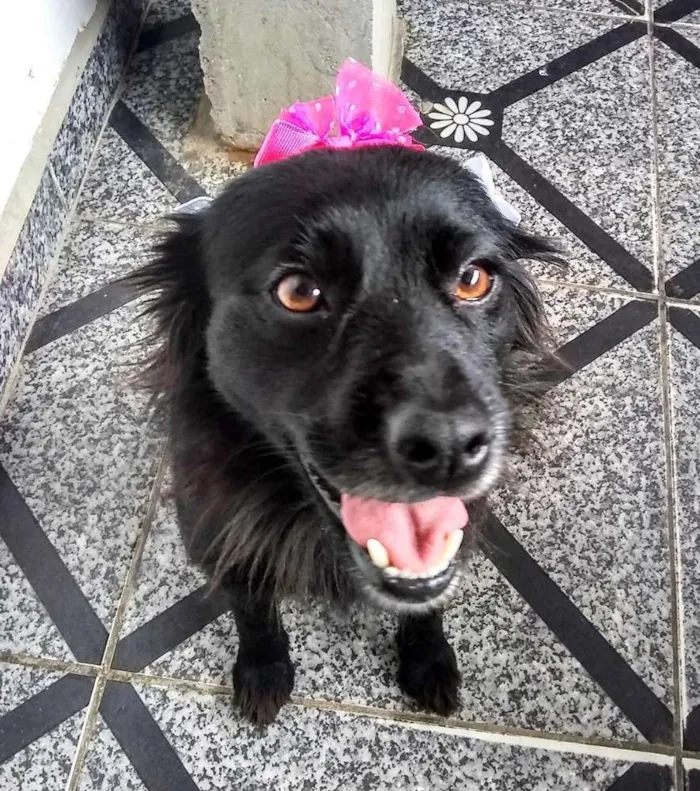 Cachorro ra a  idade 2 anos nome Brisa 