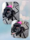Brisa 