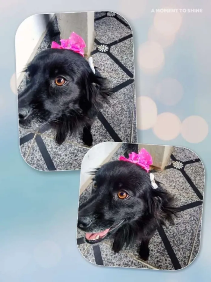Cachorro ra a  idade 2 anos nome Brisa 