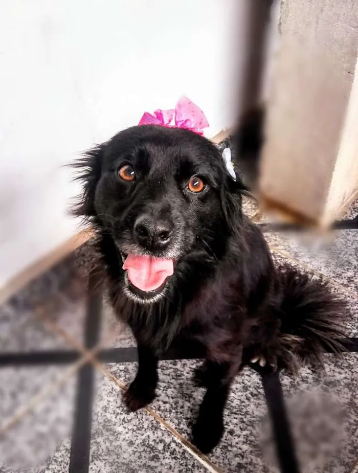 Cachorro ra a  idade 2 anos nome Brisa 