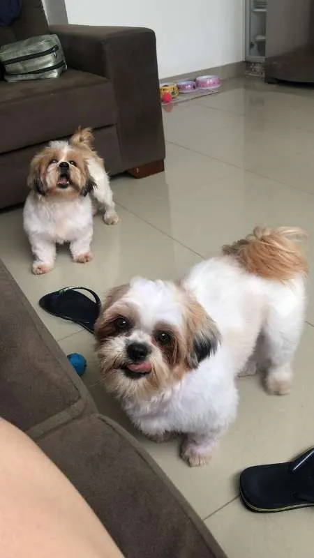 Cachorro ra a Lhasa Apso idade 2 anos nome Julie e Ralph