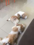 Julie e Ralph
