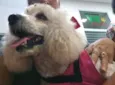 Mel poodle 