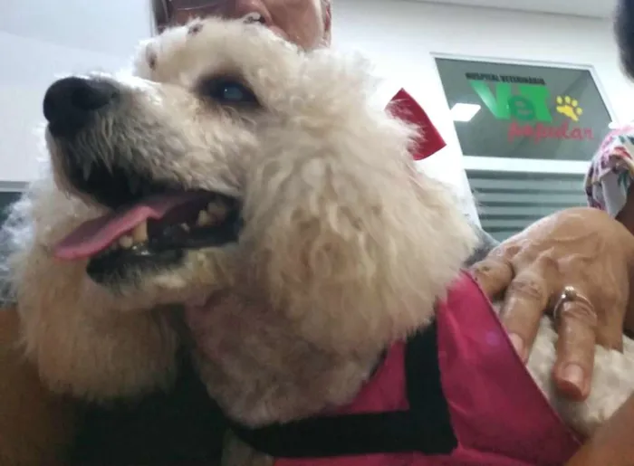 Cachorro ra a Poodle  idade 5 anos nome Mel poodle 