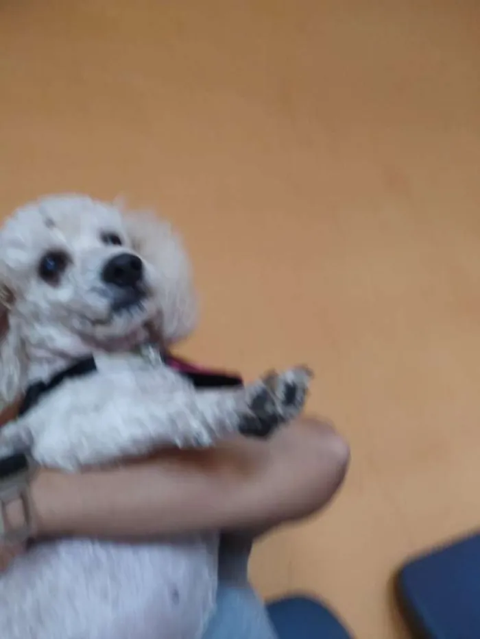 Cachorro ra a Poodle  idade 5 anos nome Mel poodle 
