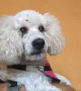 Mel poodle 