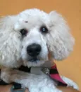 Mel poodle 