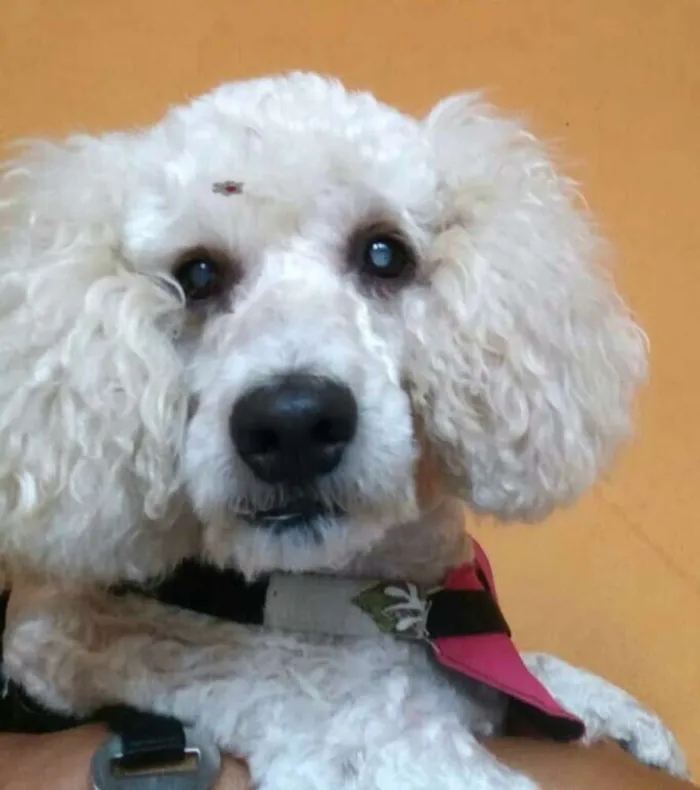 Cachorro ra a Poodle  idade 5 anos nome Mel poodle 