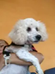 Mel poodle 