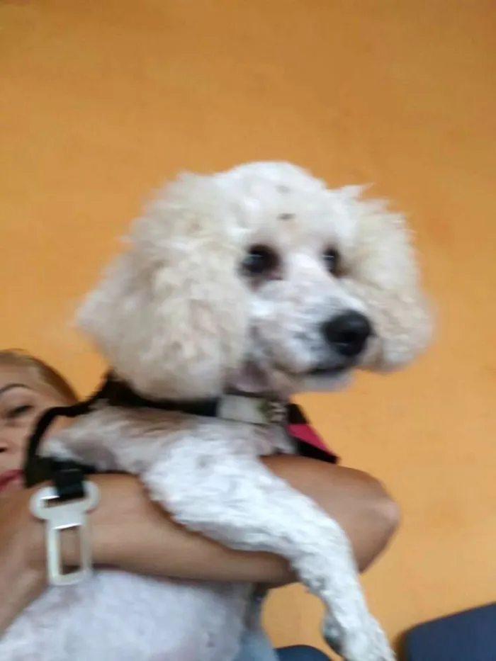 Cachorro ra a Poodle  idade 5 anos nome Mel poodle 