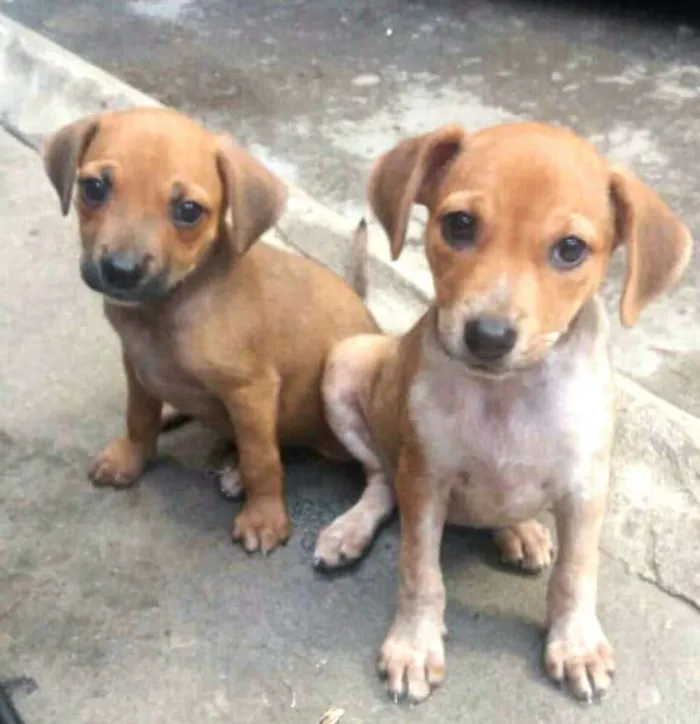 Cachorro ra a  idade 2 a 6 meses nome Filhotes Sueli