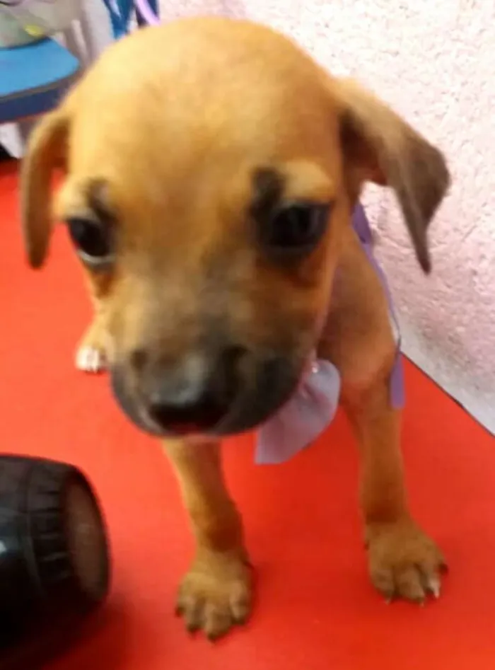 Cachorro ra a  idade 2 a 6 meses nome Filhotes Sueli