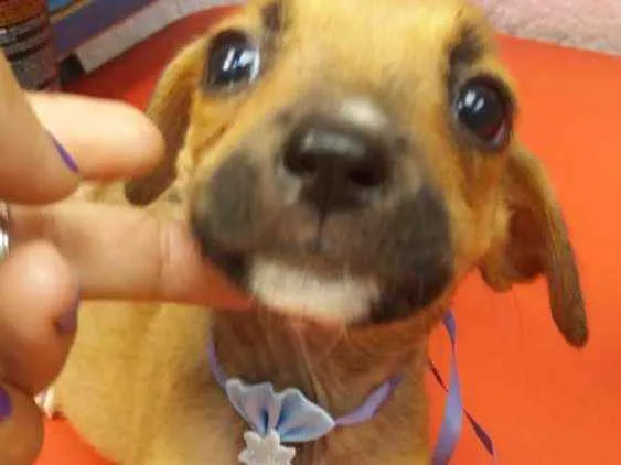 Cachorro ra a  idade 2 a 6 meses nome Filhotes Sueli