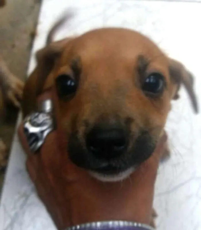 Cachorro ra a  idade 2 a 6 meses nome Filhotes Sueli