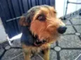 Tom ( estopinha)