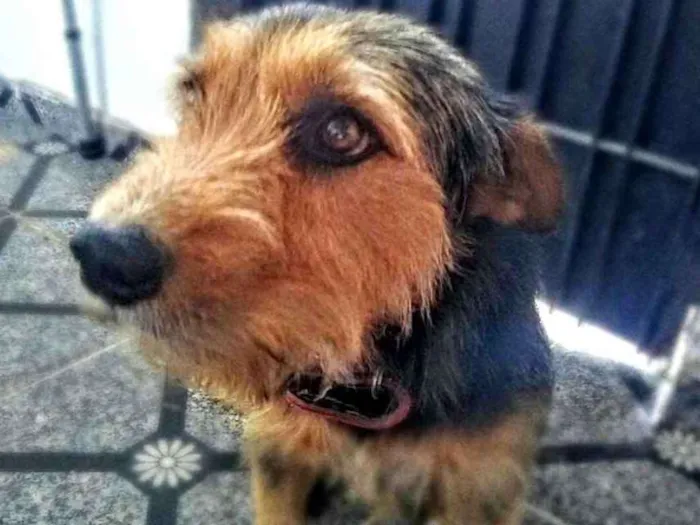 Cachorro ra a  idade 2 anos nome Tom ( estopinha)