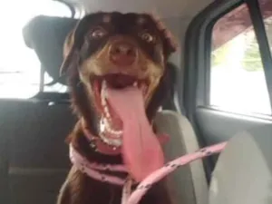Cachorro raça Srd idade 7 a 11 meses nome Meg