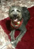 Tobias ( peludinho)