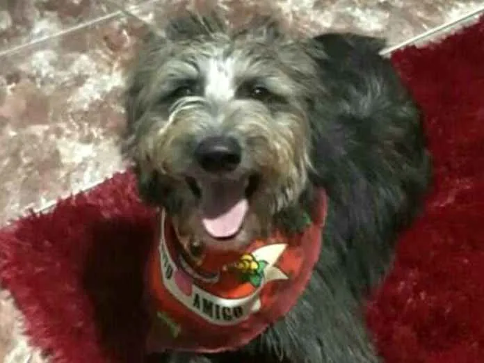 Cachorro ra a  idade 7 a 11 meses nome Tobias ( peludinho)