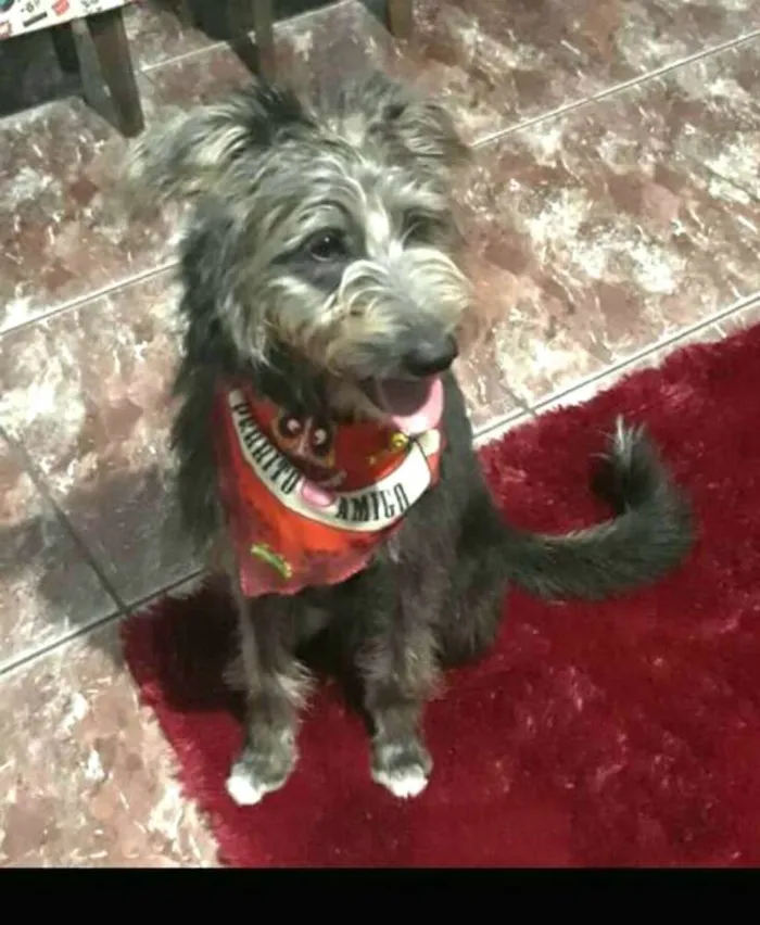 Cachorro ra a  idade 7 a 11 meses nome Tobias ( peludinho)