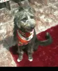 Tobias ( peludinho)