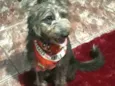 Tobias ( peludinho)