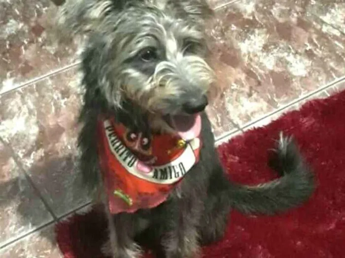 Cachorro ra a  idade 7 a 11 meses nome Tobias ( peludinho)