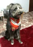 Tobias ( peludinho)