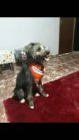 Tobias ( peludinho)