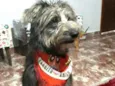 Tobias ( peludinho)