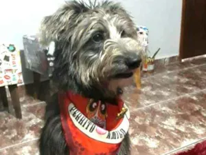 Cachorro raça  idade 7 a 11 meses nome Tobias ( peludinho)