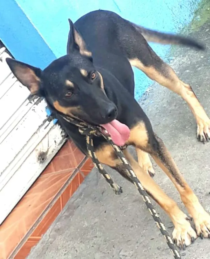 Cachorro ra a  idade 7 a 11 meses nome Ted