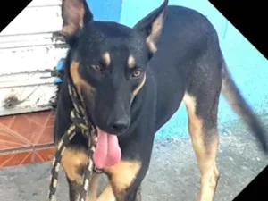 Cachorro raça  idade 7 a 11 meses nome Ted